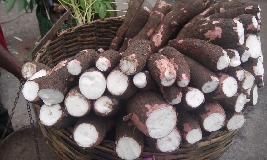 uganda-cassava-agro-industrialization
