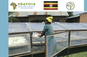 Drying rates of cassava chips in the solar dryer and tradition open sun drying